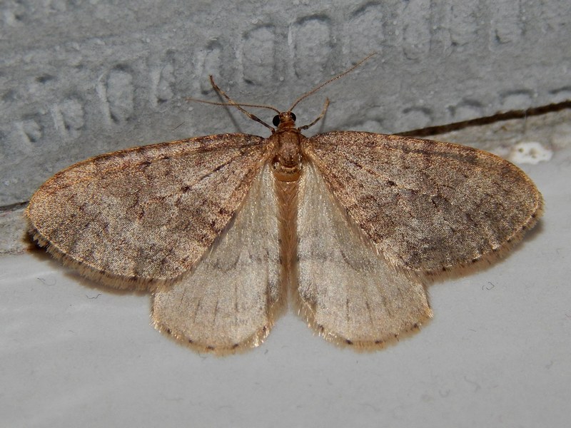 Operophtera brumata